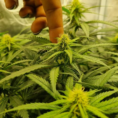 It's Brittney Biscotti Bitch growlog timeline photo