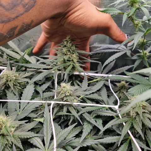 The Satino Prøject growlog timeline photo