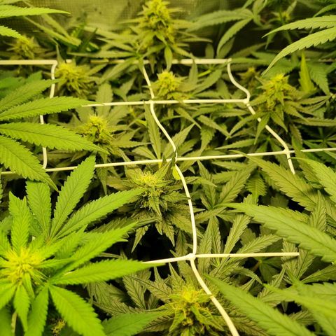 The Satino Prøject growlog timeline photo