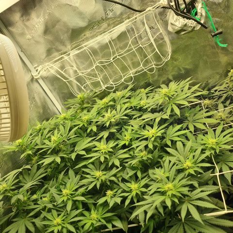 Her name's Bruciepoo growlog timeline photo