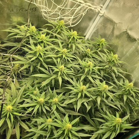 It's Brittney Biscotti Bitch growlog timeline photo