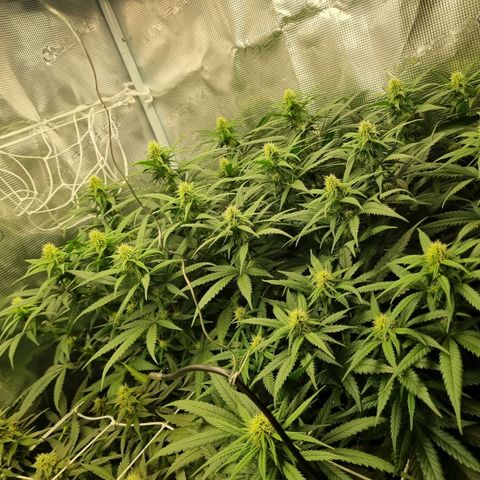 It's Brittney Biscotti Bitch growlog timeline photo