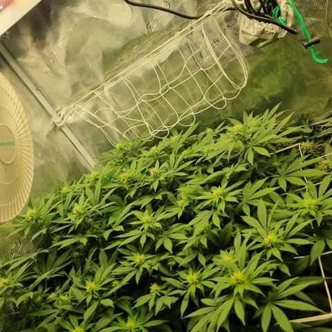 Her name's Bruciepoo growlog timeline photo