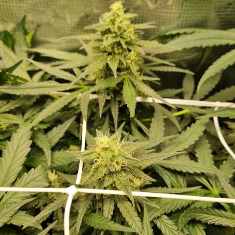 The Satino Prøject growlog timeline photo