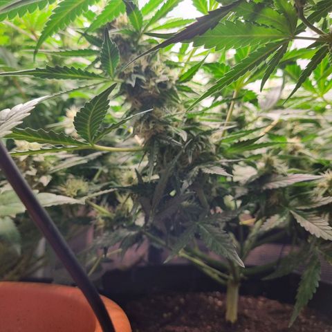The Satino Prøject growlog timeline photo