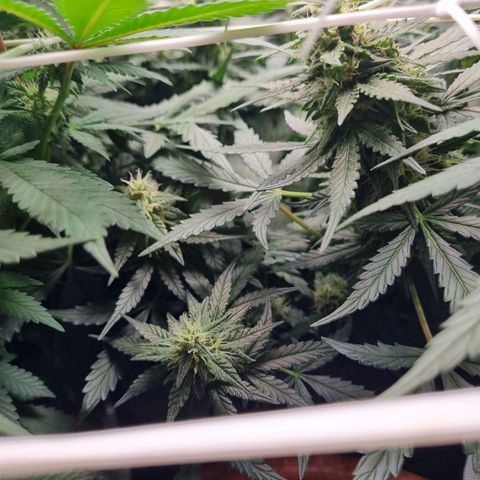 The Satino Prøject growlog timeline photo