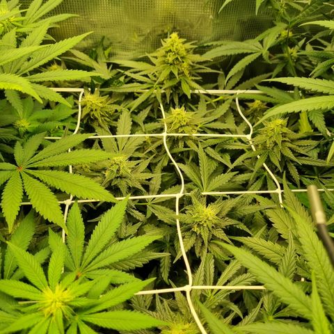 The Satino Prøject growlog timeline photo