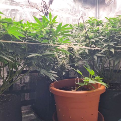 Patricia's Bitch Ass growlog timeline photo