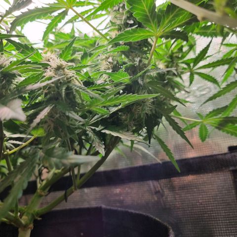 The Satino Prøject growlog timeline photo