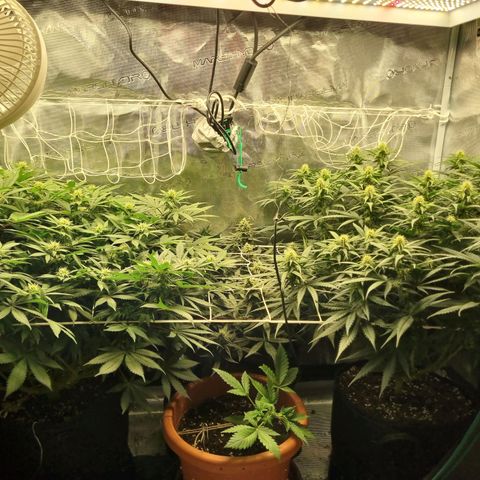 Patricia's Bitch Ass growlog timeline photo