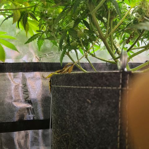 The Satino Prøject growlog timeline photo