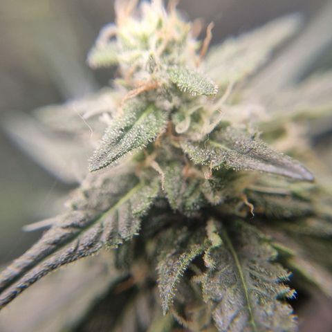 The Satino Prøject growlog timeline photo