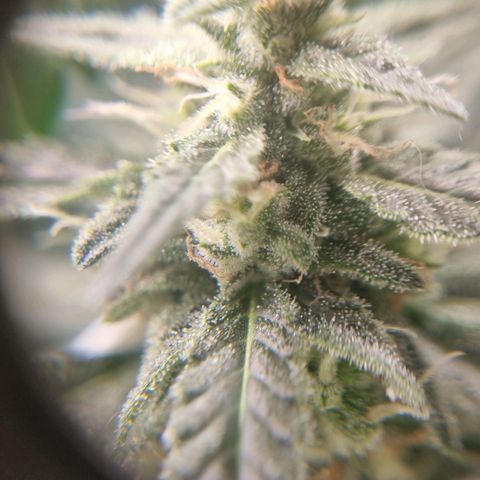The Satino Prøject growlog timeline photo