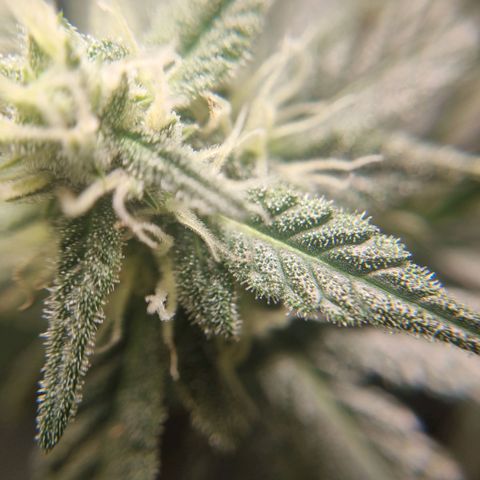 The Satino Prøject growlog timeline photo