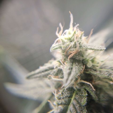 The Satino Prøject growlog timeline photo
