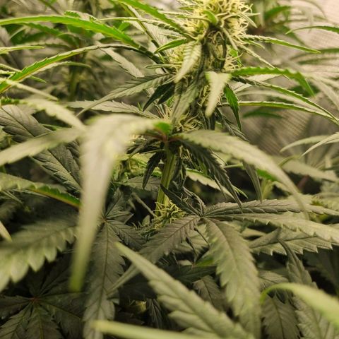 It's Brittney Biscotti Bitch growlog timeline photo