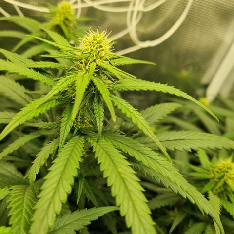 It's Brittney Biscotti Bitch growlog timeline photo
