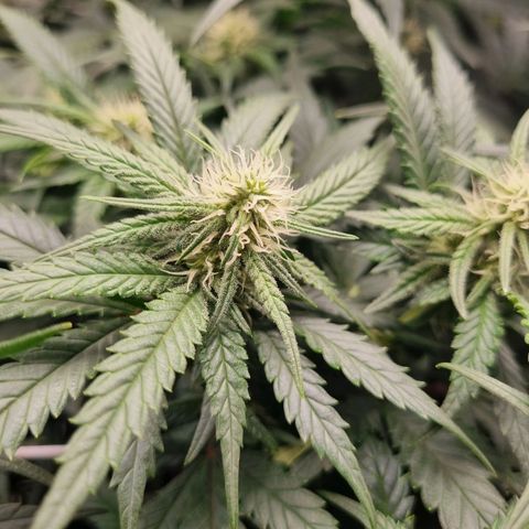 It's Brittney Biscotti Bitch growlog timeline photo