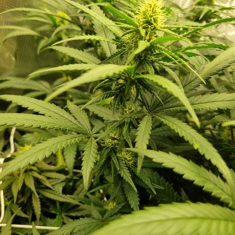 It's Brittney Biscotti Bitch growlog timeline photo