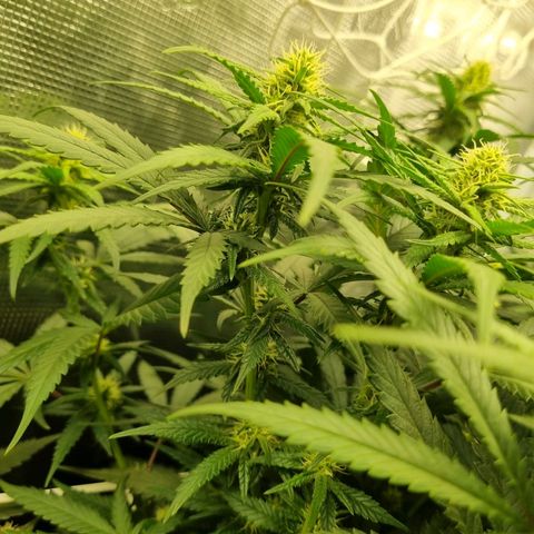 It's Brittney Biscotti Bitch growlog timeline photo