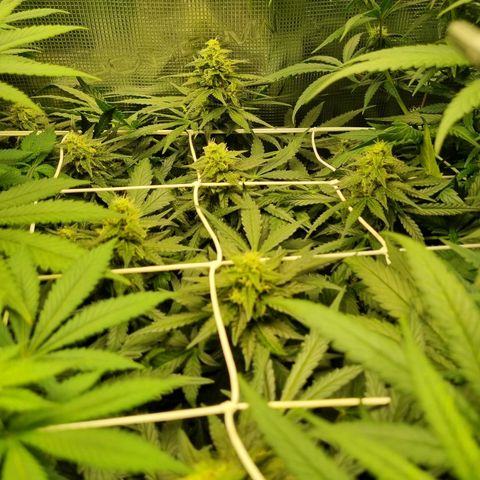 The Satino Prøject growlog timeline photo