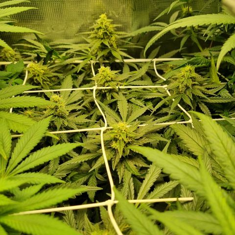 The Satino Prøject growlog timeline photo