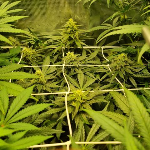 The Satino Prøject growlog timeline photo