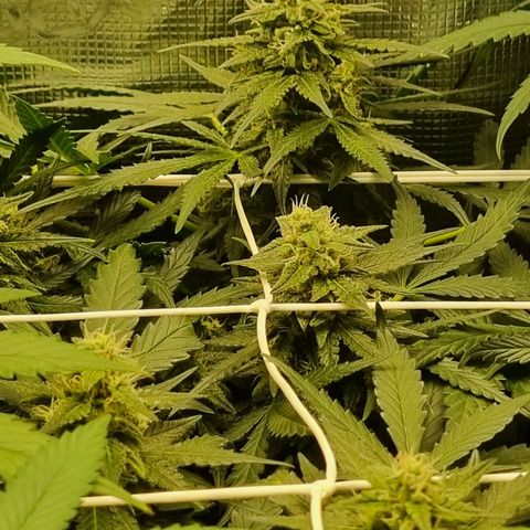 The Satino Prøject growlog timeline photo