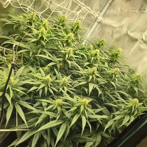 It's Brittney Biscotti Bitch growlog timeline photo