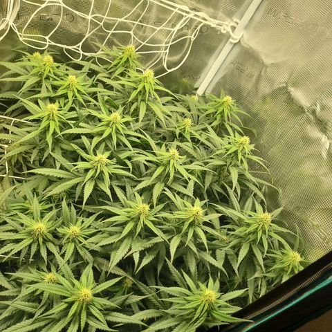 It's Brittney Biscotti Bitch growlog timeline photo