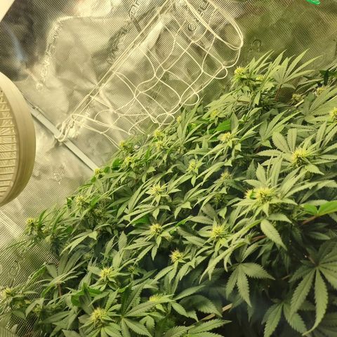 Her name's Bruciepoo growlog timeline photo