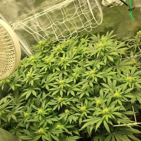 Her name's Bruciepoo growlog timeline photo
