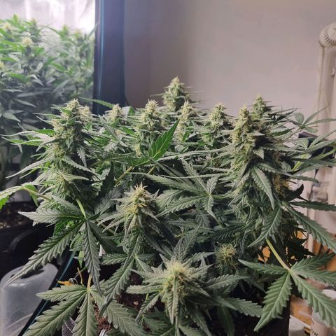 The Satino Prøject growlog timeline photo