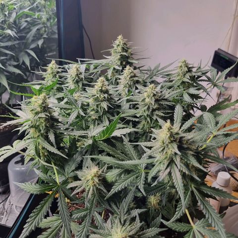 The Satino Prøject growlog timeline photo