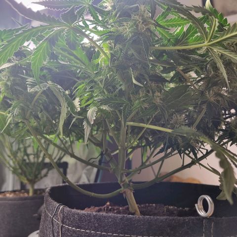 The Satino Prøject growlog timeline photo