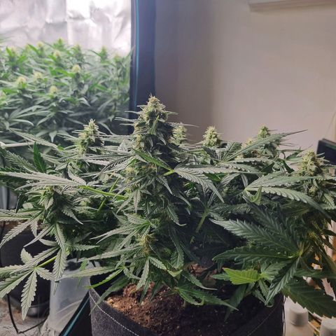 The Satino Prøject growlog timeline photo