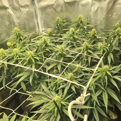 It's Brittney Biscotti Bitch growlog timeline photo