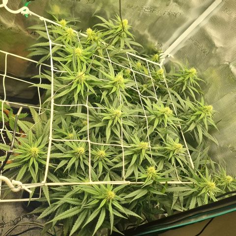It's Brittney Biscotti Bitch growlog timeline photo