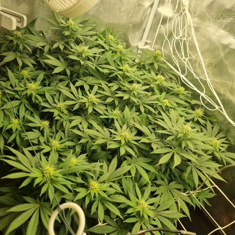 Her name's Bruciepoo growlog timeline photo