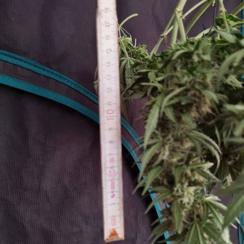 The Satino Prøject growlog timeline photo