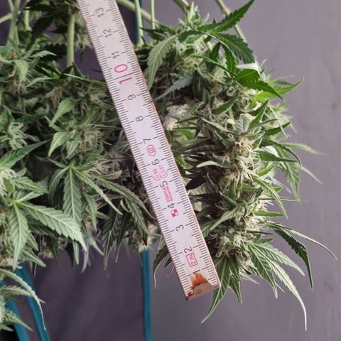 The Satino Prøject growlog timeline photo