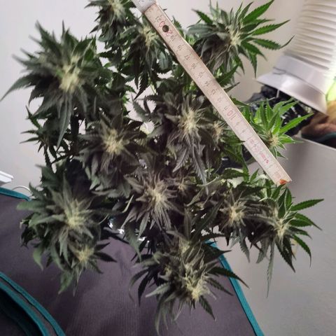 The Satino Prøject growlog timeline photo