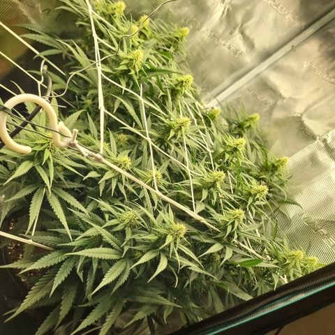 It's Brittney Biscotti Bitch growlog timeline photo