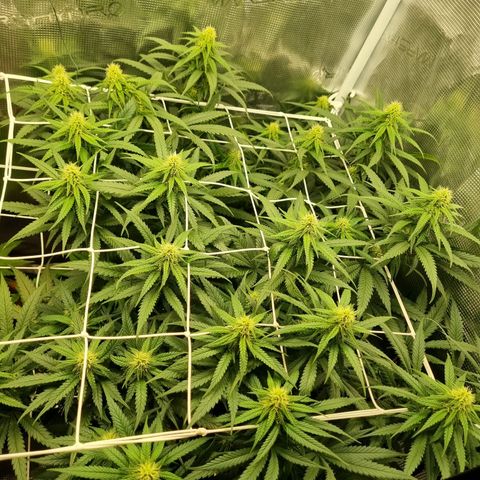 It's Brittney Biscotti Bitch growlog timeline photo