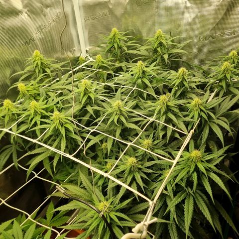 It's Brittney Biscotti Bitch growlog timeline photo
