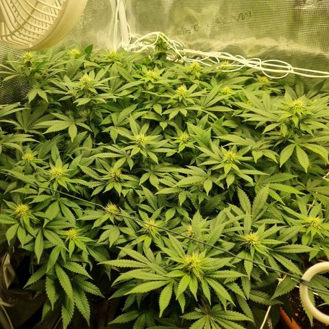 Her name's Bruciepoo growlog timeline photo