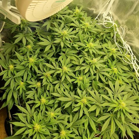 Her name's Bruciepoo growlog timeline photo