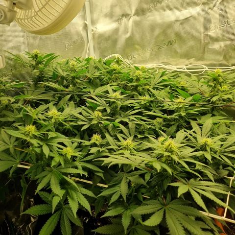 Her name's Bruciepoo growlog timeline photo