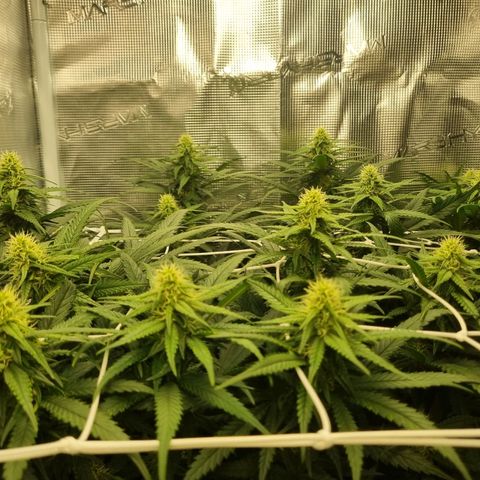 It's Brittney Biscotti Bitch growlog timeline photo