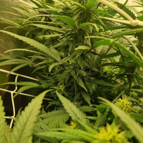 It's Brittney Biscotti Bitch growlog timeline photo